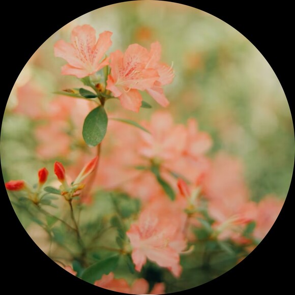 tinabee_